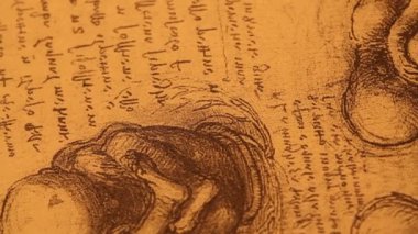 Anatomy art